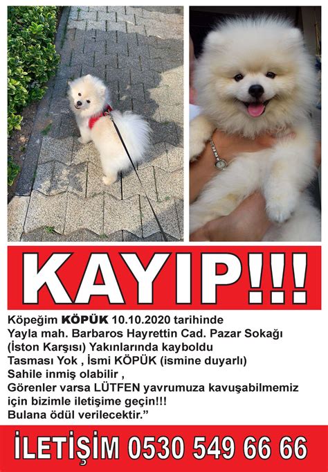 Kayıp köpek ilanları 2019 istanbul